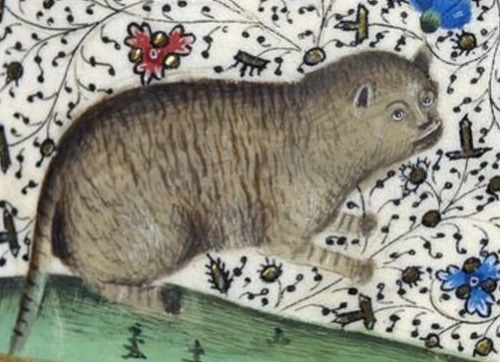 can a medieval scholar please explain to me why every cat in medieval manuscript art looks like it w