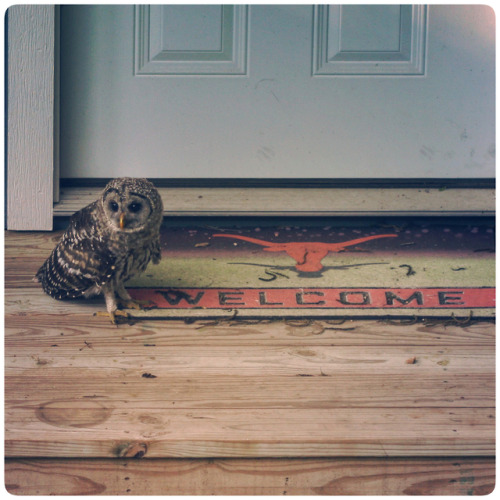 Tonight there are two owls in the backyard. Wait til Kiya &amp; Cricket get home later &ndash; won’t