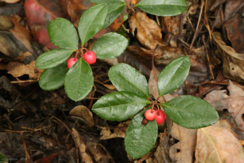 vandaliatraveler: Autumn Berries, Volume 8: Eastern Teaberry. A low-growing, perennial  ev