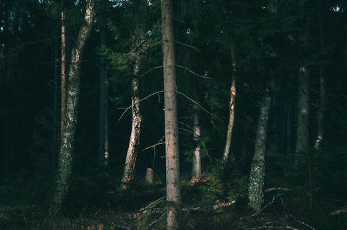 Somewhere in Denmark, November 2017 | Nordsjælland