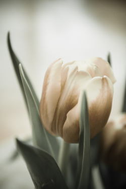 lensblr-network:  Morning Tulips by Sandra Shore  (colormerge.tumblr.com)