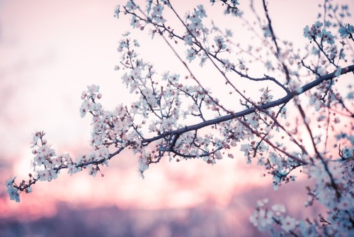 myshabrolins:  Photo Credit: Antonio Culicigno