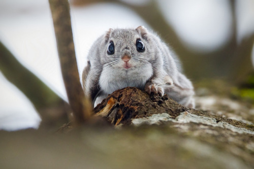 libutron:Siberian Flying Squirrel Pteromys volans (Sciuridae) is an old-world flying squirrel distri