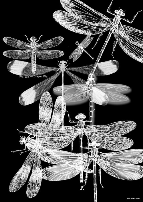 Dragonfly Photogram - 01 Abril 2018
(photoshop brushes on canvas - digital)
(pincéis de photoshop em tela - digital)
