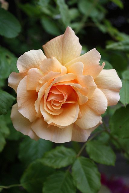 flowersgardenlove:  Joseph’s Coat Rose Beautiful 