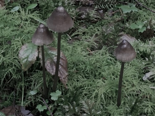 Mushrooms from a forest trail near where I live. 
