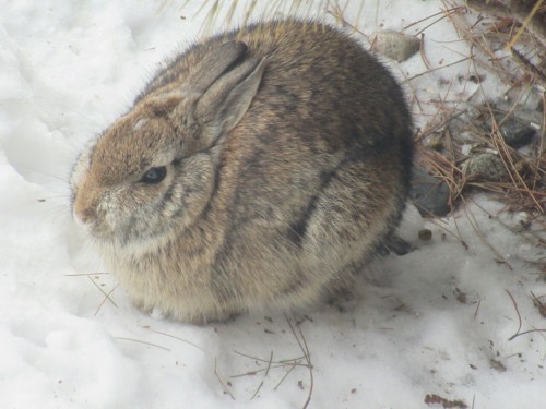 audible-smiles: bunnzies: Bunny from my backyard! O R B