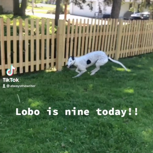 Lobo is nine years old today!! It took me 3 and a half years to find him, but I promised that for th