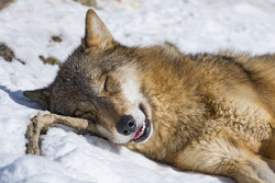 wolveswolves:  Tibetan wolf (Canis lupus