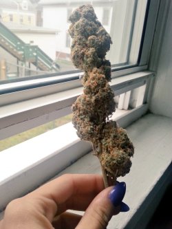 indica-illusions:  sucha big pretty nug