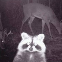 wolvesareloved:  Raccoon Selfie!