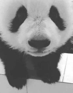 #My Little Panda