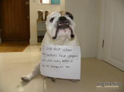 dogshaming:  Crop Duster  This is Jack. Jack crop dusts when his parents have company and walks away before it can be blamed on him.