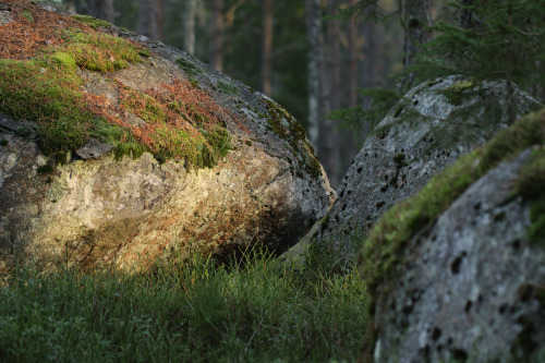 michaelnordeman:Moss and lichens on rocks in a forest in Värmland, Sweden. 