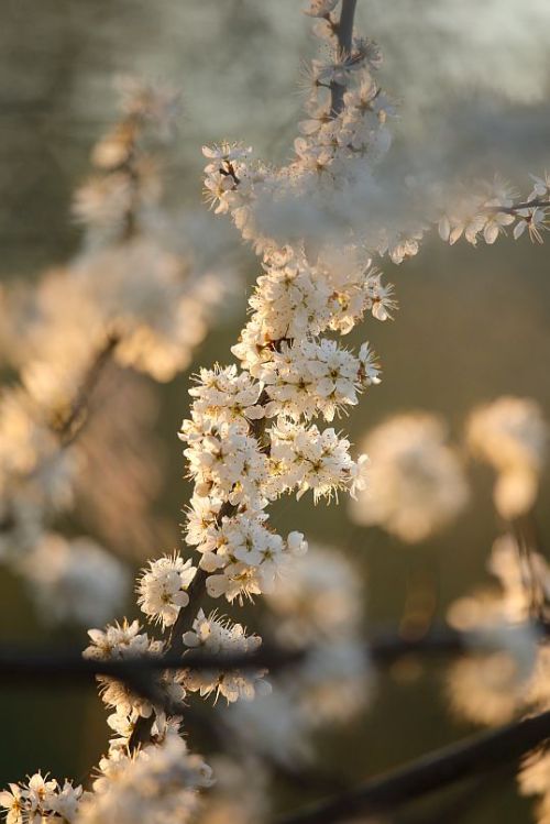 Blackthorn, Sloe / Schlehe (Prunus spinosa)