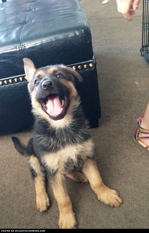 aplacetolovedogs:Happy German Shepherd PuppyOh how cute! 8-week-old  German Shepherd puppy happy as 