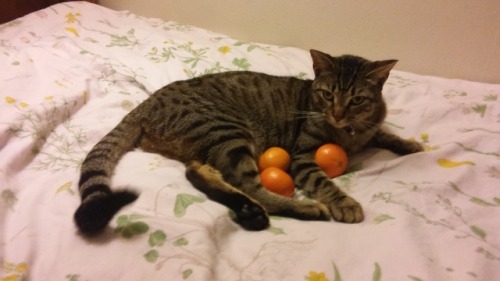 voidskele:check out these pictures of zelda and charlie with exactly 3 oranges