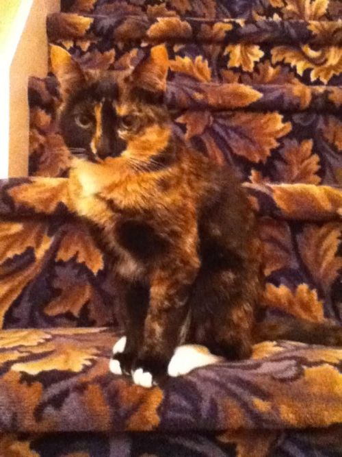 lolcuteanimals:Camouflage kitty.  If it wasn’t for those white socks, he’d be hard to see.