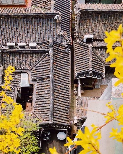 Forsythias and tile roofs, Seochon.