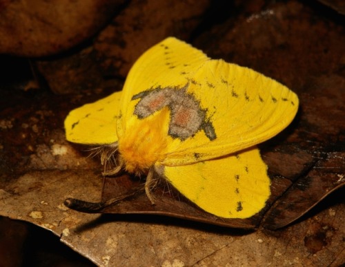 sinobug: Lappet Moth, female (Trabala sp., Lasiocampidae)  by Sinobug (itchydogimages) on Flickr. Pu