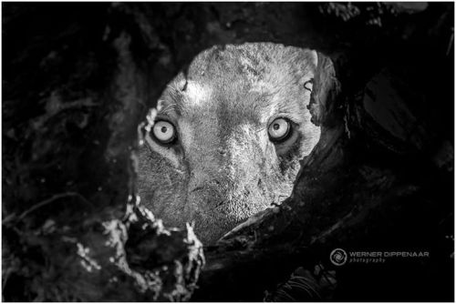 funnywildlife:Killer EyesA feaky-ish picture of young lion looking through the pelvis of an animal h