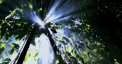 optically-aroused: Nature’s Dance