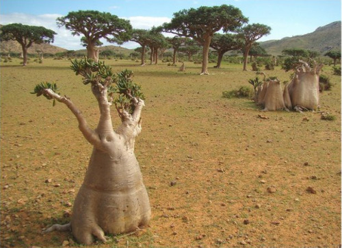 fabricofconsciousness:  roamobile-h2:  Isla Socotra  SERIOUSLY  AH SO COOOL 