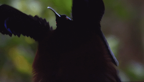 spinesaw:  chalkandwater:  The black sicklebill (Epimachus fastosus) has a rather special mating display.Attenborough’s Birds of Paradise (2015)  the amount of work birds put into getting some pussy is insane- spinesaw teaching people about animal