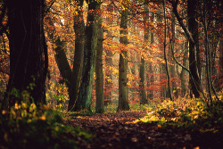 theathletediscoveries:  Primeval Forest,  Skipton Woods, England