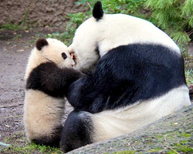 fuckyeahgiantpanda:  Xiao Liwu and mom Bai Yun at the San Diego Zoo, on January 27,