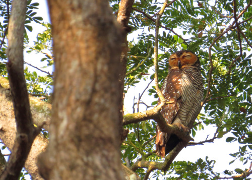 thebigyear2015:Spotted wood owl @ Pasir Ris Park