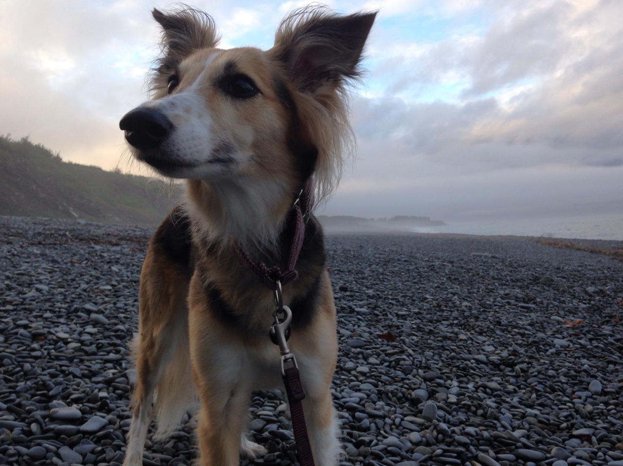 handsomedogs:  Journey is basically a model