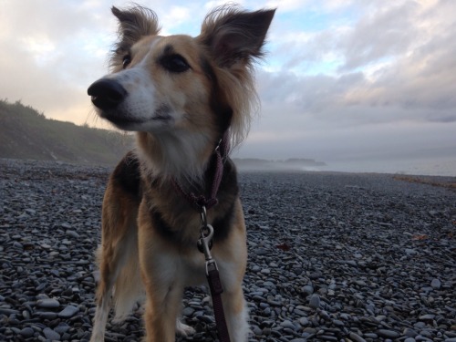 handsomedogs:  Journey is basically a model