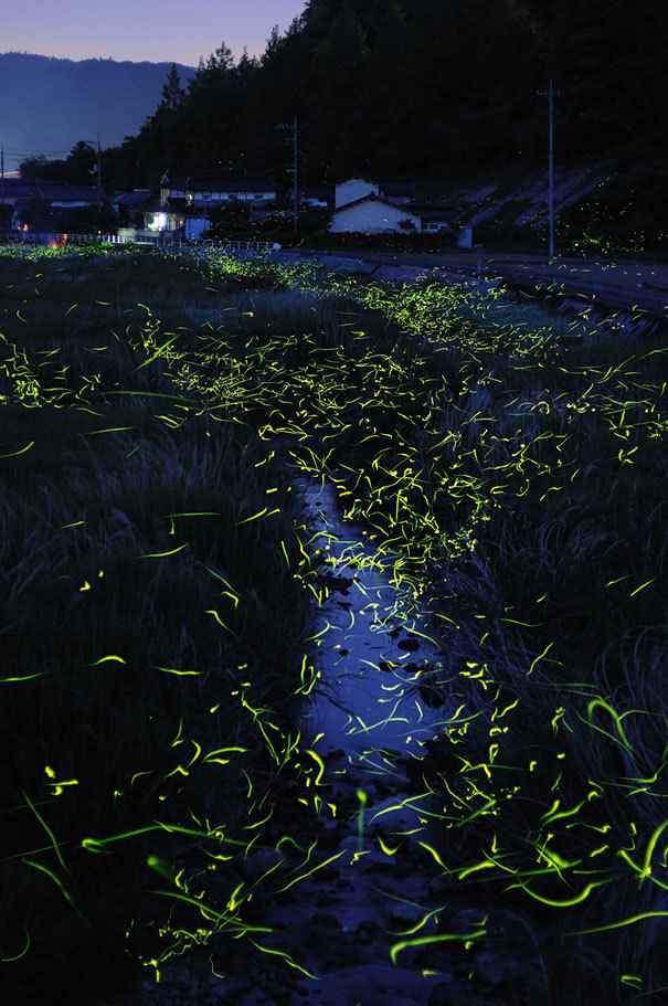 odditiesoflife:  Long Term Exposure of Mating Gold Fireflies Japanese photographer