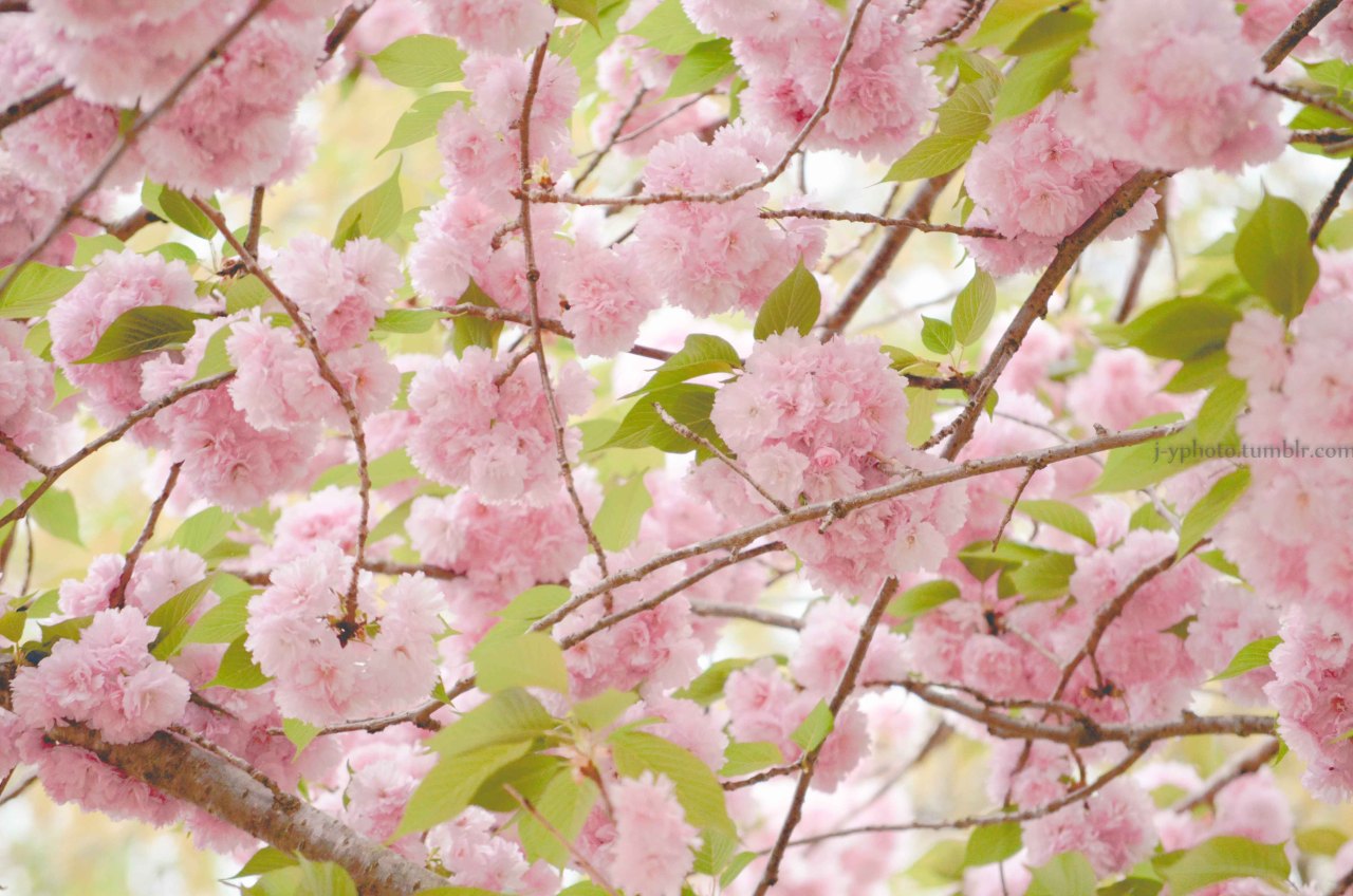j-yphoto:  Spring Blossom J-Y On days like this,when the wind blows,and a ray of
