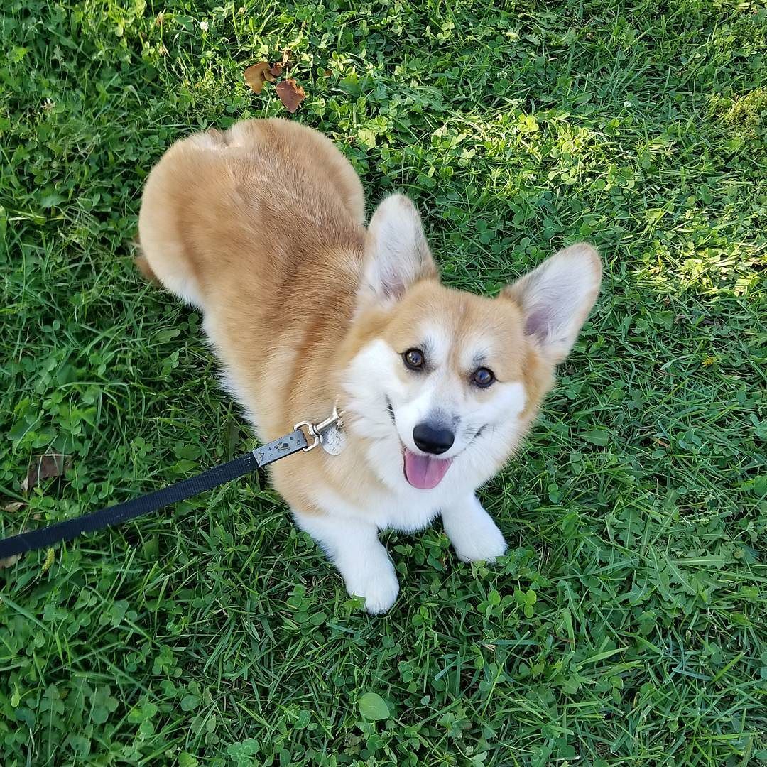 My pretty little pork bun! 💗😍💗 #knivesthecorgi - Knives the Corgi