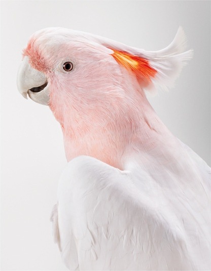  Biloela — Wild Cockatoos, Leila Jeffreys 