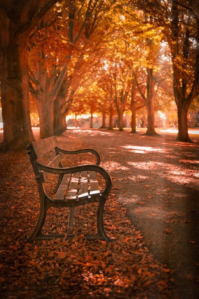 rainy-autumn-day: