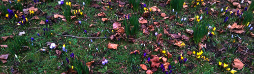 regnum-plantae: Crocus spp., Iridaceae C. flavus, C. vernus, C. vernus albiflorus, C. vernus ‘pickwick’ With some species and varieties of Crocus, I continue with the early-flowering geophytes I observed in this period. These are not from a botanic