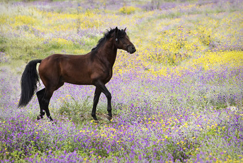  Lusitano and Wild Flowers by Lisa Mardell Via Flickr: Lusitano Stallion in a pasture of wild flower