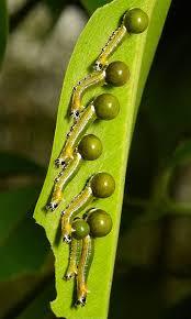 endangereduglythings:  cool-critters:  Nolid Moth Caterpillars Nolidae is a family