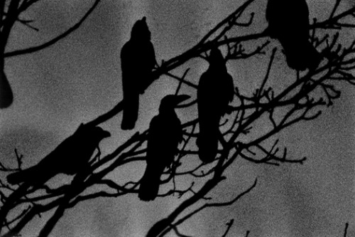 slobbering:  Masahisa Fukase 