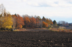 rosesinaglass:  Autumn hike by RdeUppsala