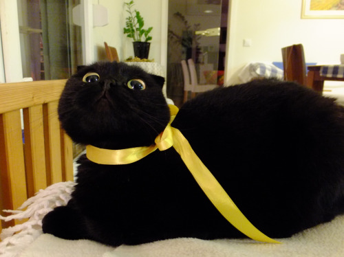 danadelions:  Zoey is such a dapper little lady ♪ 