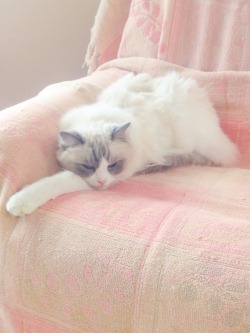 royal-rainbow:Jordan’s beautiful cat