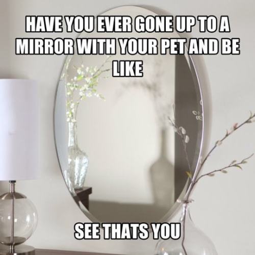 pleatedjeans:  Cat Owners Will Understand (21 Pics)
