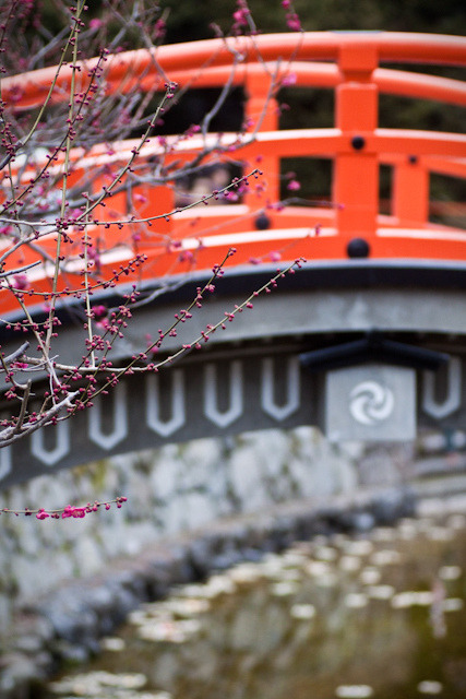 dreams-of-japan:  光琳の梅 by yocca on Flickr. 