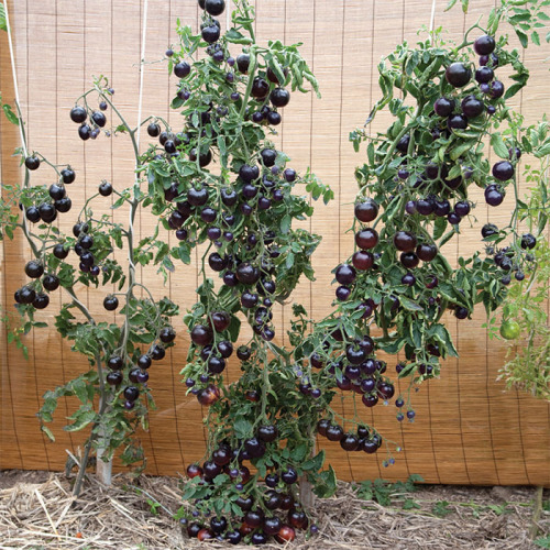 superotakugirl1993:artemisiasea:Dreaming of “Indigo Rose” tomatoes… They look like regular tomatoes 