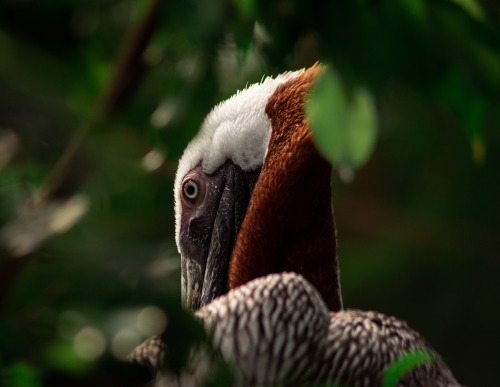 National Aviary.Pittsburgh, Pennsylvania