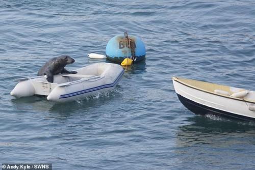 slushyseals: This senseless act of cruelty was captured in Dartmouth, Devon UK  The friendly mammal,